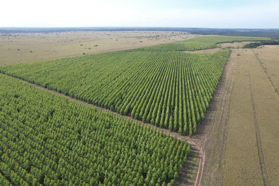 Plantación de 100 hectáreas de eucalipto de Assear en el Vichada